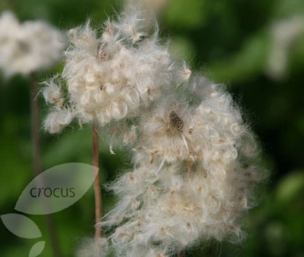 Anemone Hupehensis 'Hadspen Abundance' 6 Anemone Hupehensis 'Hadspen Abundance' - Image 4