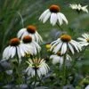 Echinacea Purpurea 'White Swan' -Feathered Garden pl0000002725