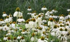 Echinacea Purpurea 'White Swan' 7 Echinacea Purpurea 'White Swan' -Feathered Garden pl0000002725 card5 lg