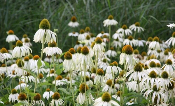 Echinacea Purpurea 'White Swan' 5 Echinacea Purpurea 'White Swan' - Image 3