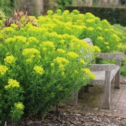 Euphorbia Palustris 10 Euphorbia Palustris -Feathered Garden pl0000002794 card4 lg