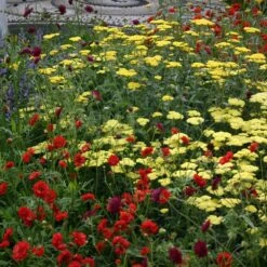 Geum 'Mrs J. Bradshaw' 6 Geum 'Mrs J. Bradshaw' -Feathered Garden pl0000002874 card2 lg