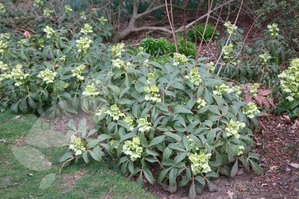 Helleborus Argutifolius 6 Helleborus Argutifolius - Image 4