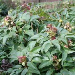 Helleborus × Sternii 6 Helleborus × Sternii -Feathered Garden pl0000002918 card2 lg