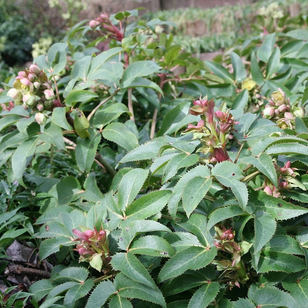 Helleborus × Sternii 4 Helleborus × Sternii - Image 2