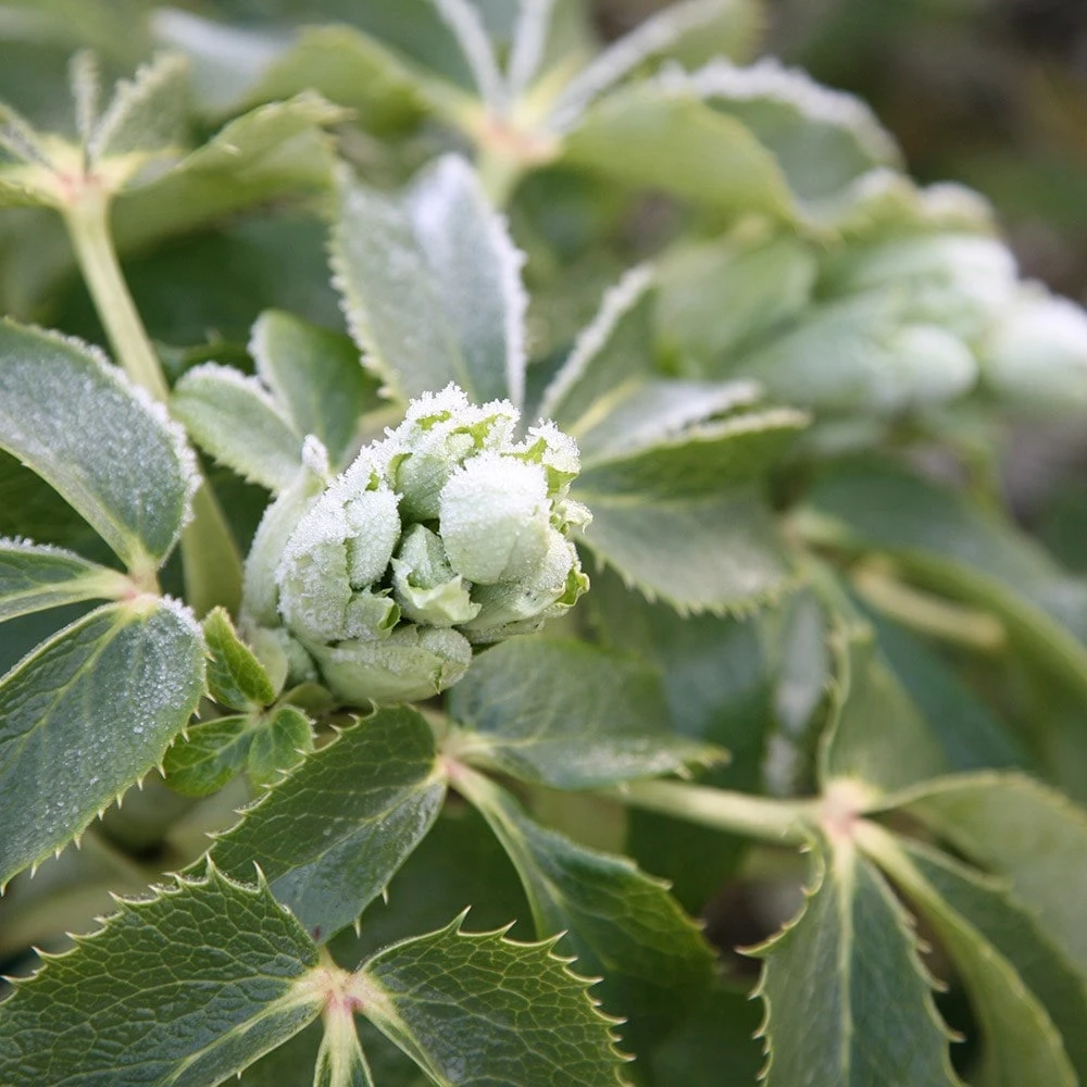 Helleborus × Sternii 5 Helleborus × Sternii - Image 3