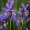 Iris 'Tropic Night' -Feathered Garden pl0000003109