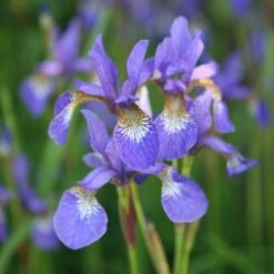 Iris 'Tropic Night' -Feathered Garden pl0000003109 card3 lg