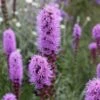 Liatris Spicata 'Kobold' 2 Liatris Spicata 'Kobold' -Feathered Garden pl0000003153
