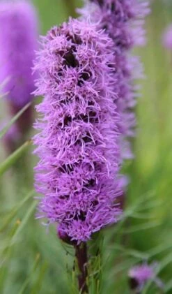 Liatris Spicata 'Kobold' -Feathered Garden pl0000003153 card3 lg