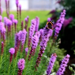 Liatris Spicata 'Kobold' -Feathered Garden pl0000003153 card4 lg