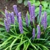 Liriope Muscari 2 Liriope Muscari -Feathered Garden pl0000003173