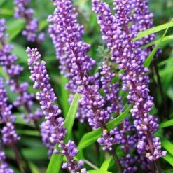 Liriope Muscari -Feathered Garden pl0000003173 card5 lg