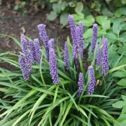 Liriope Muscari -Feathered Garden pl0000003173 card6 lg