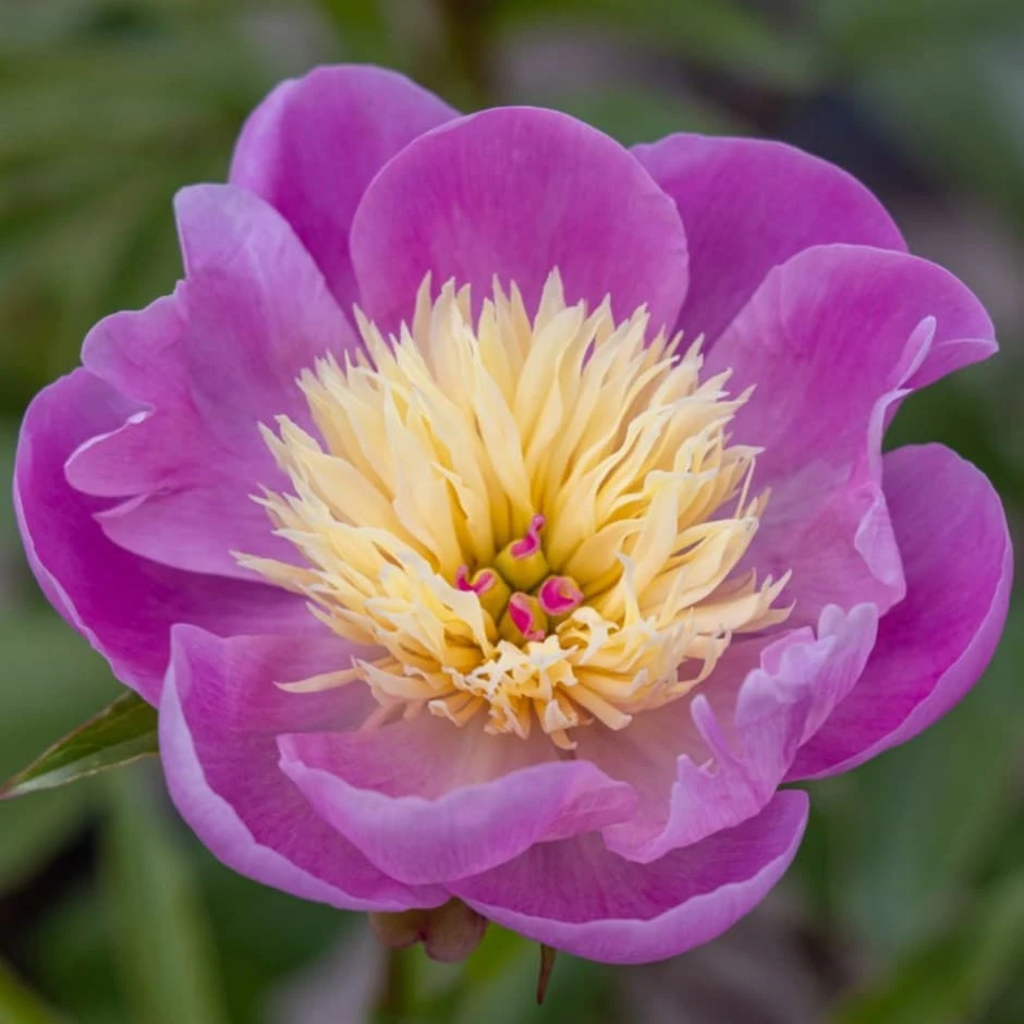 Paeonia Lactiflora 'Bowl Of Beauty' 2 Paeonia Lactiflora 'Bowl Of Beauty'