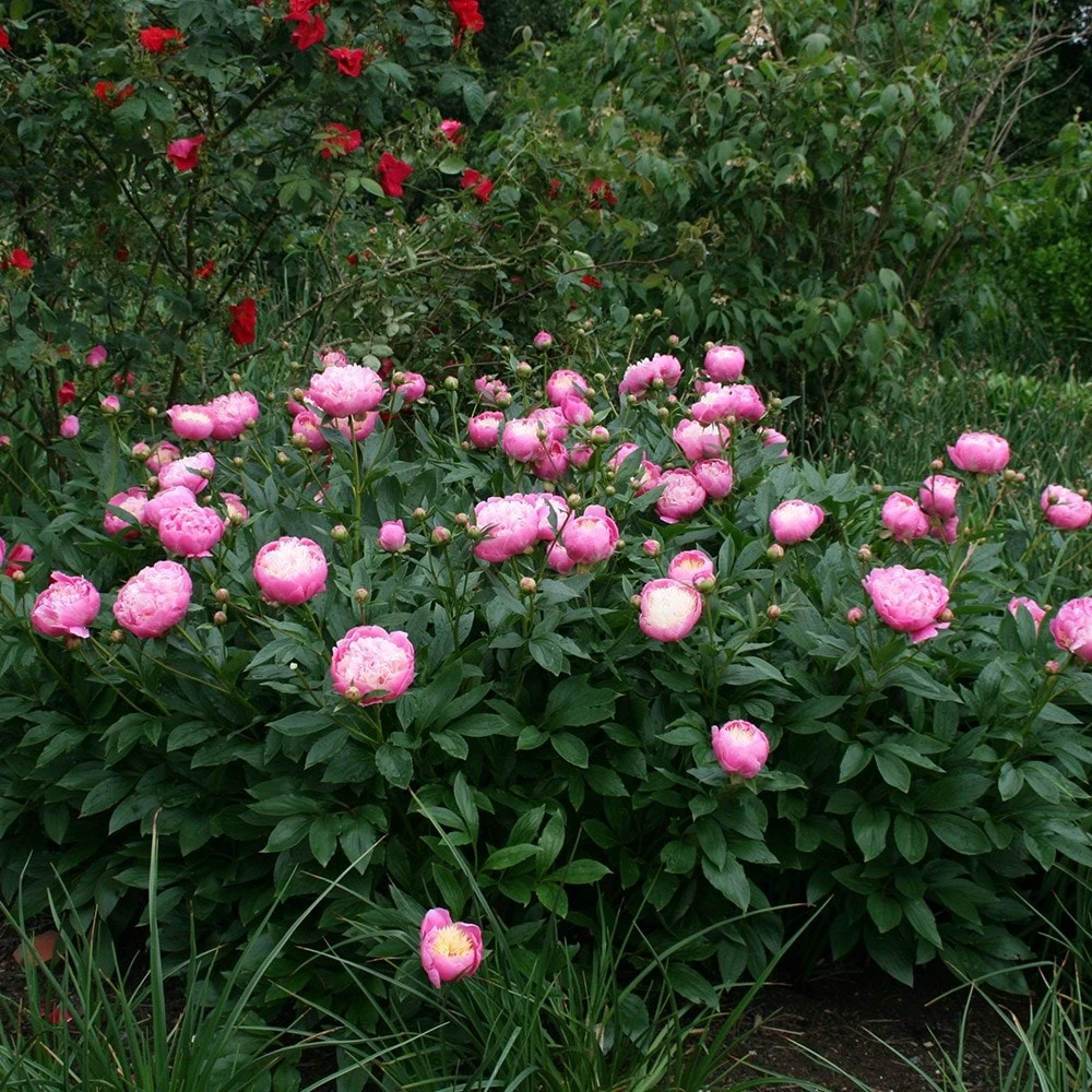 Paeonia Lactiflora 'Bowl Of Beauty' 3 Paeonia Lactiflora 'Bowl Of Beauty' - Image 2
