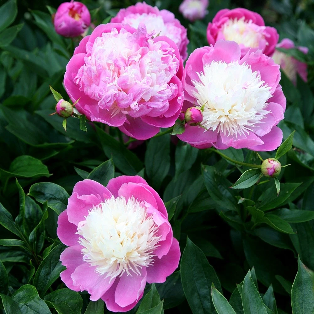 Paeonia Lactiflora 'Bowl Of Beauty' 6 Paeonia Lactiflora 'Bowl Of Beauty' - Image 5