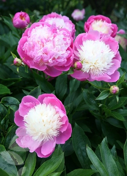 Paeonia Lactiflora 'Bowl Of Beauty' 7 Paeonia Lactiflora 'Bowl Of Beauty' - Image 6