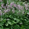 Bistorta Officinalis 'Superba' -Feathered Garden pl0000003393