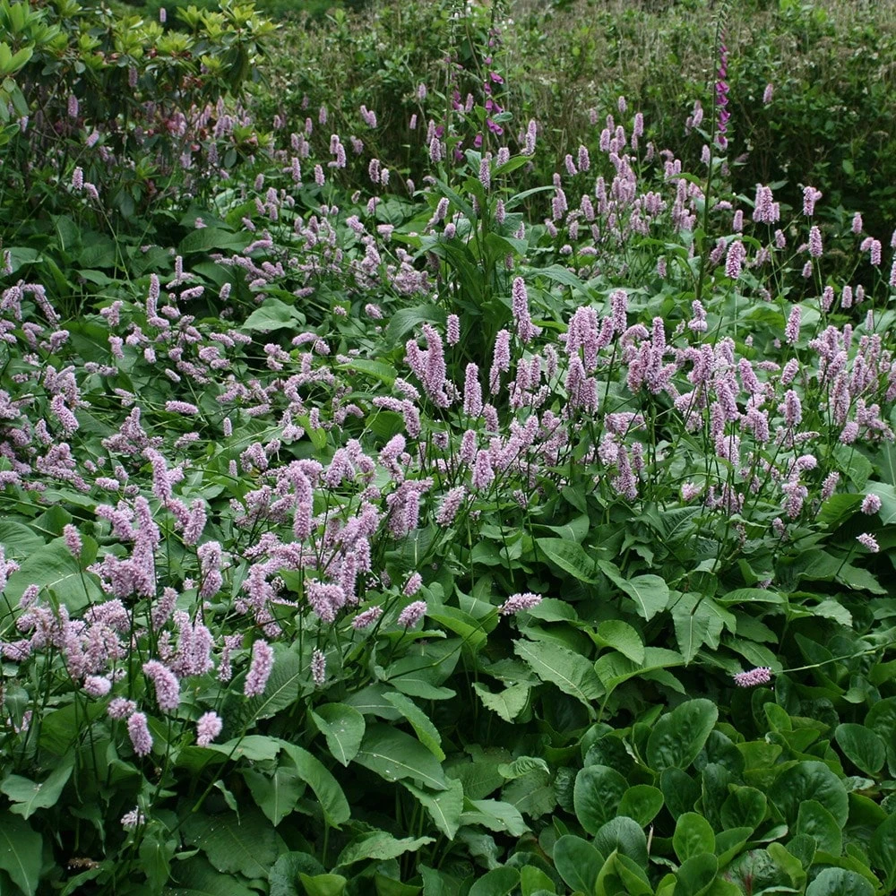 Bistorta Officinalis 'Superba' 4 Bistorta Officinalis 'Superba' - Image 2