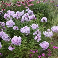 Phlox Paniculata 'Franz Schubert' -Feathered Garden pl0000003413 card2 lg