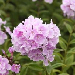 Phlox Paniculata 'Franz Schubert' -Feathered Garden pl0000003413 card3 lg