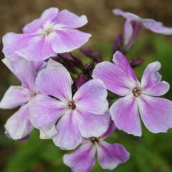 Phlox Paniculata 'Franz Schubert' -Feathered Garden pl0000003413 card4 lg