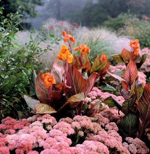 Hylotelephium 'Matrona' 5 Hylotelephium 'Matrona' - Image 3