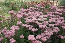 Hylotelephium 'Matrona' 9 Hylotelephium 'Matrona' -Feathered Garden pl0000003599 card4 lg