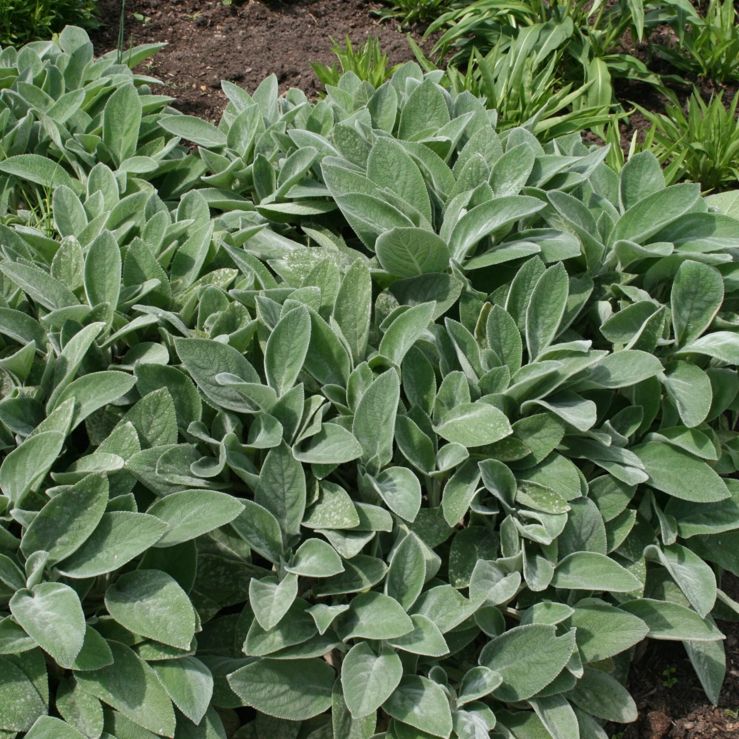 Stachys Byzantina 'Big Ears' 4 Stachys Byzantina 'Big Ears' - Image 2