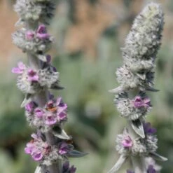 Stachys Byzantina 'Big Ears' 8 Stachys Byzantina 'Big Ears' -Feathered Garden pl0000003619 card3 lg