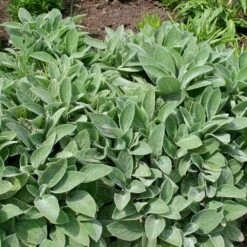 Stachys Byzantina 'Big Ears' 9 Stachys Byzantina 'Big Ears' -Feathered Garden pl0000003619 card4 lg
