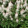 Tiarella 'Spring Symphony' (PBR) -Feathered Garden pl0000003654