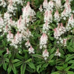 Tiarella 'Spring Symphony' (PBR)