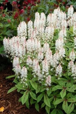 Tiarella 'Spring Symphony' (PBR) -Feathered Garden pl0000003654 card3 lg