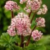 Darmera Peltata 1 Darmera Peltata -Feathered Garden pl0000078140
