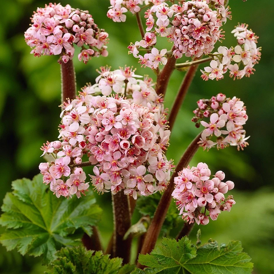 Darmera Peltata 3 Darmera Peltata