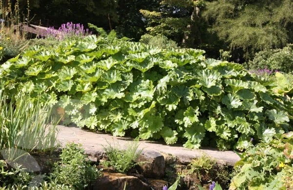 Darmera Peltata 4 Darmera Peltata - Image 2