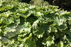 Darmera Peltata 8 Darmera Peltata -Feathered Garden pl0000078140 card3 lg