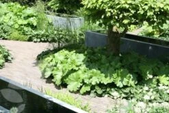 Darmera Peltata 9 Darmera Peltata -Feathered Garden pl0000078140 card4 lg