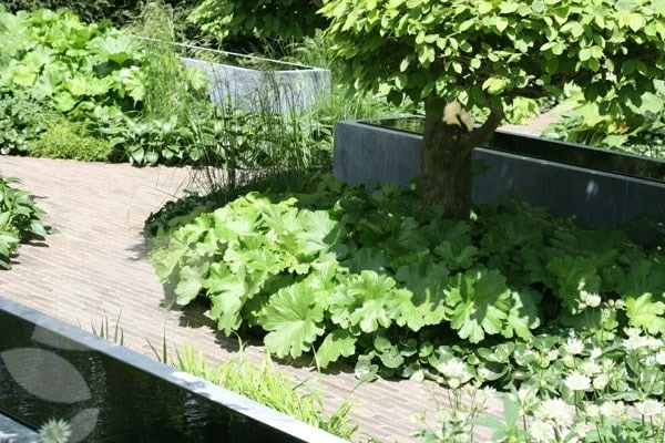 Darmera Peltata 6 Darmera Peltata - Image 4