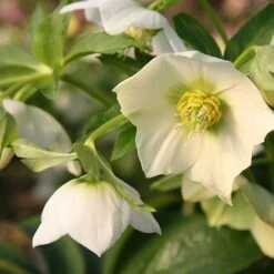 Helleborus × Hybridus Harvington White -Feathered Garden pl0000078249 card2 lg