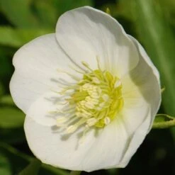 Helleborus × Hybridus Harvington White -Feathered Garden pl0000078249 card3 lg