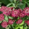 Astrantia Major 'Ruby Wedding' -Feathered Garden pl1000000651