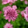 Astrantia 'Roma' (PBR) 1 Astrantia 'Roma' (PBR) -Feathered Garden pl2000003711