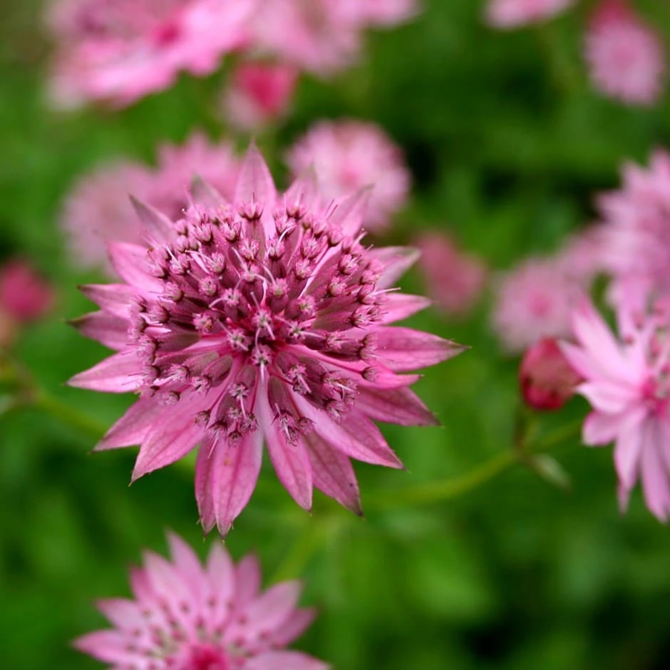 Astrantia 'Roma' (PBR) 3 Astrantia 'Roma' (PBR)