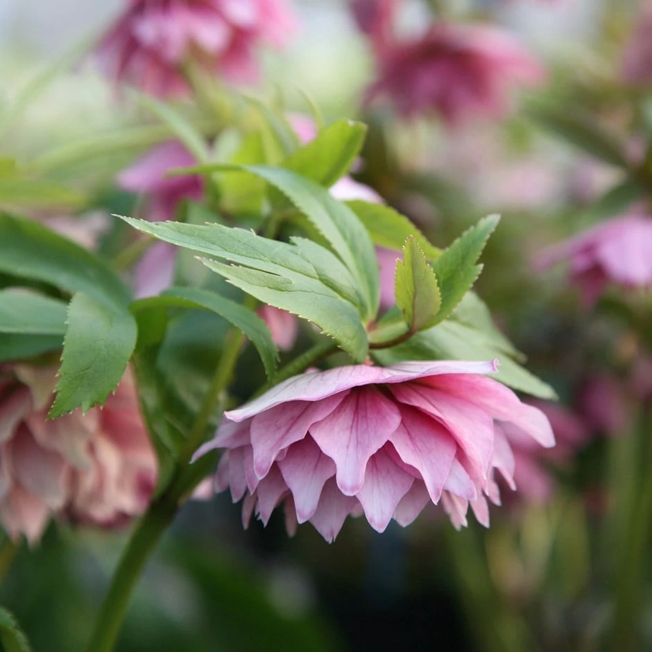 Helleborus × Hybridus Harvington Double Pink 3 Helleborus × Hybridus Harvington Double Pink