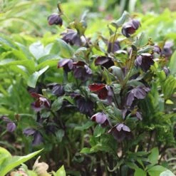 Helleborus × Hybridus Harvington Smokey Blues -Feathered Garden pl2000004641 card2 lg