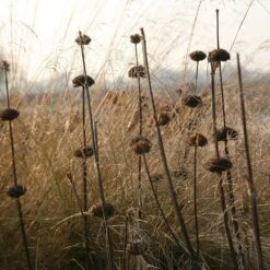 Phlomis Russeliana 10 Phlomis Russeliana -Feathered Garden pl2000005933 card3 lg