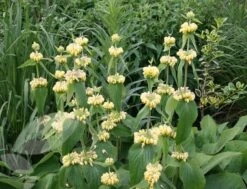 Phlomis Russeliana 13 Phlomis Russeliana -Feathered Garden pl2000005933 card6 lg